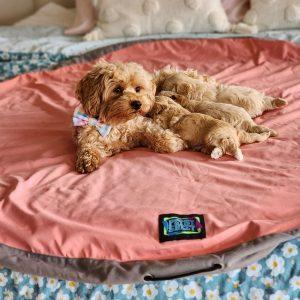 PETSY SHEET ORIGINAL – SALMON PINK