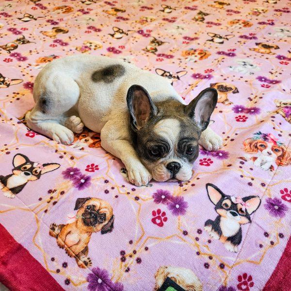 Luxury Pet Blanket - Pretty N Pink - Image 2